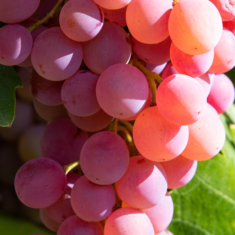 Grape vinegar petimezi concentrated grape juice organic wisdom of nature